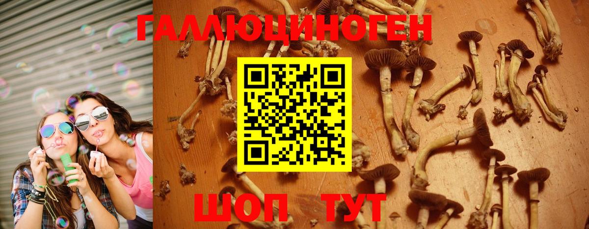 Псилоцибиновые грибы прущие грибы  Вход с VPN  Псилоцибиновые грибы GOLDEN TEACHER  где купить наркоту  Гуково 
